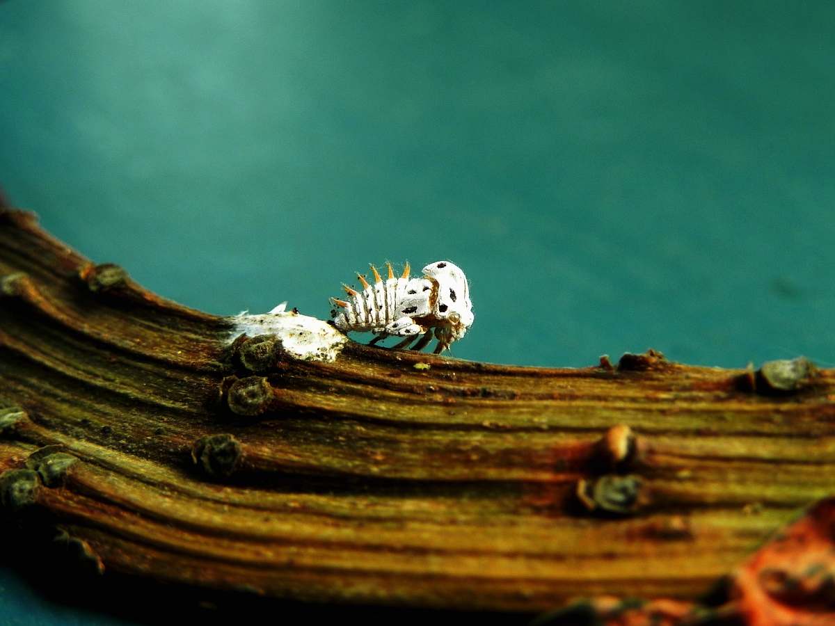 praia do gamela closeup photo of white insect white